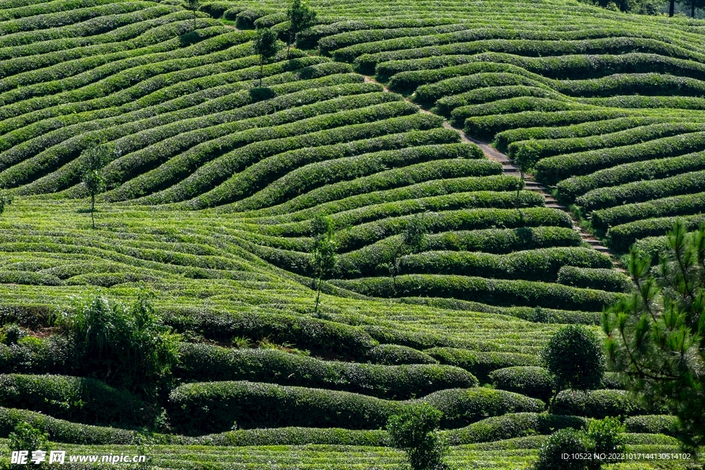 茶田