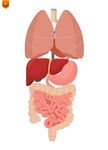 人体器官解剖图