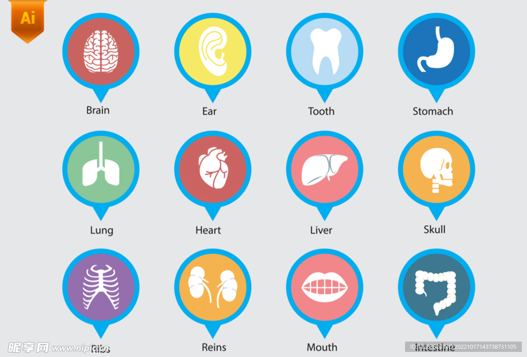 医学器官图标