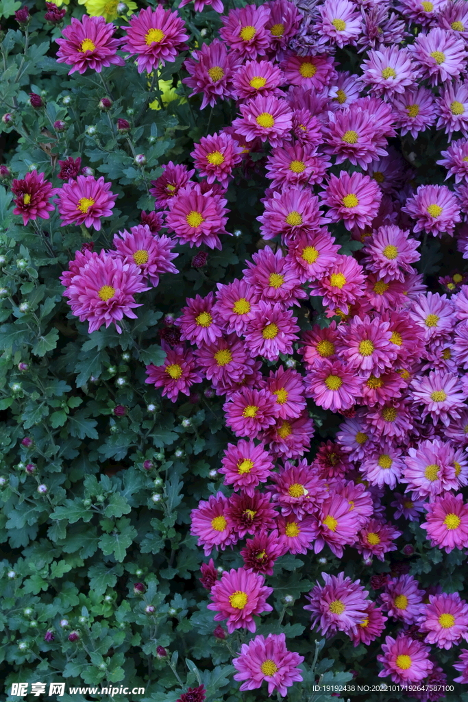 菊花  