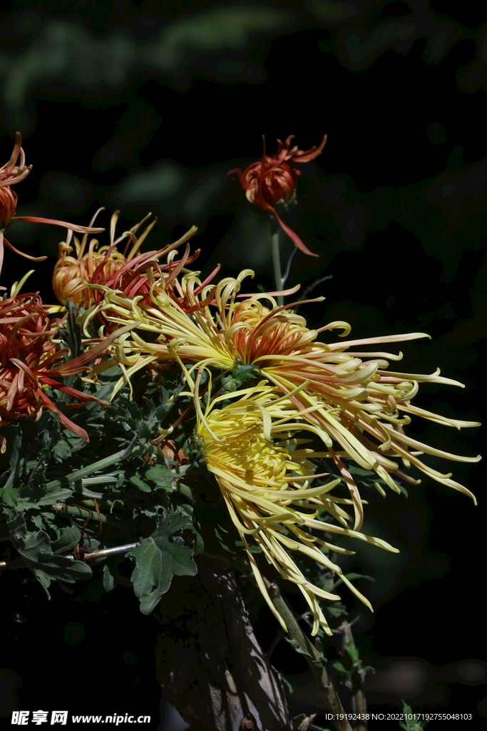 菊花 