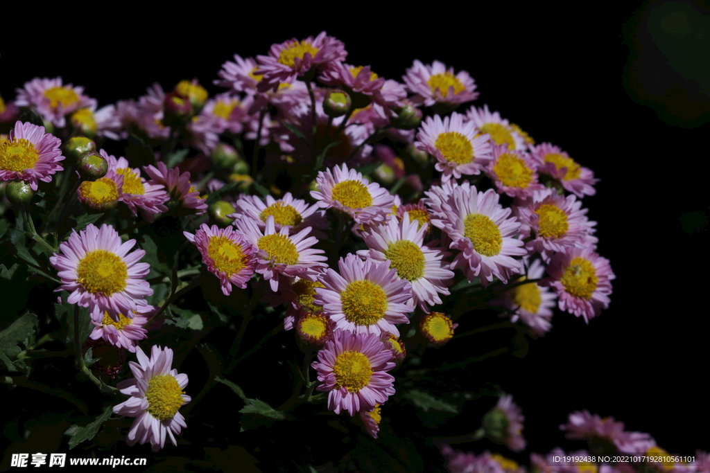 菊花  