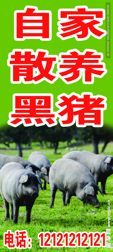 散养黑猪