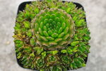 多肉植物瓦松