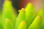 多肉植物八千代