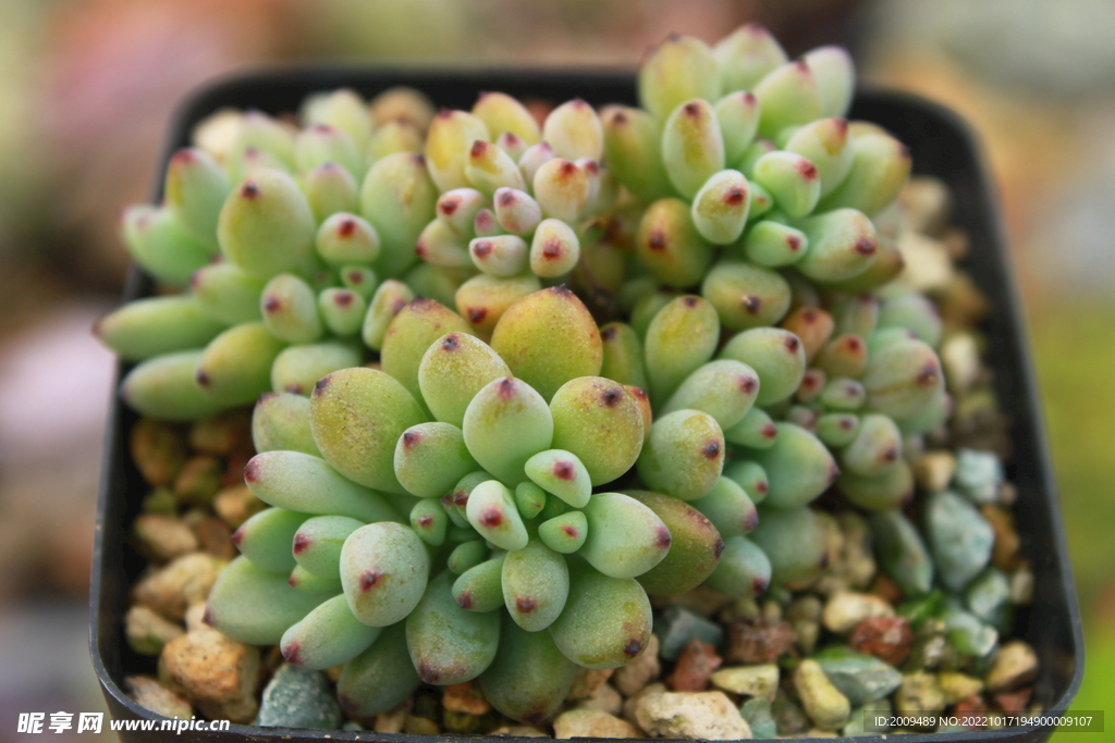 多肉植物绿豆
