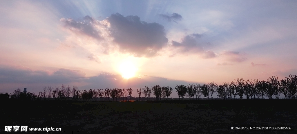 夕阳下树木剪影