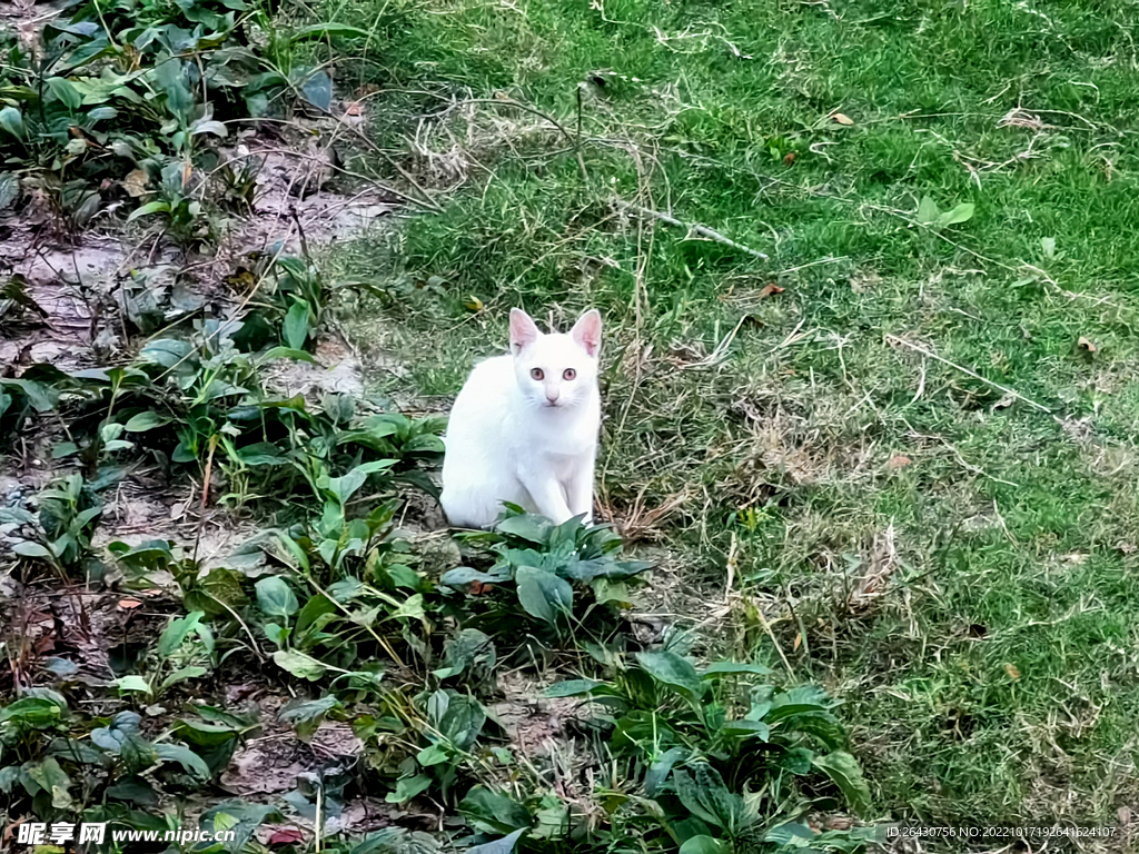 草坪上白色小猫