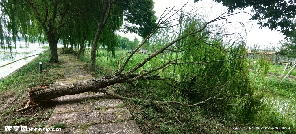 大风吹倒的柳树