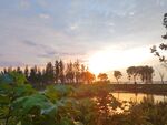 湿地公园美丽夕阳