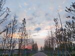 杉树公路晚霞