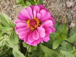 百日菊