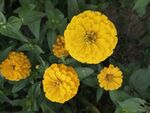 百日菊