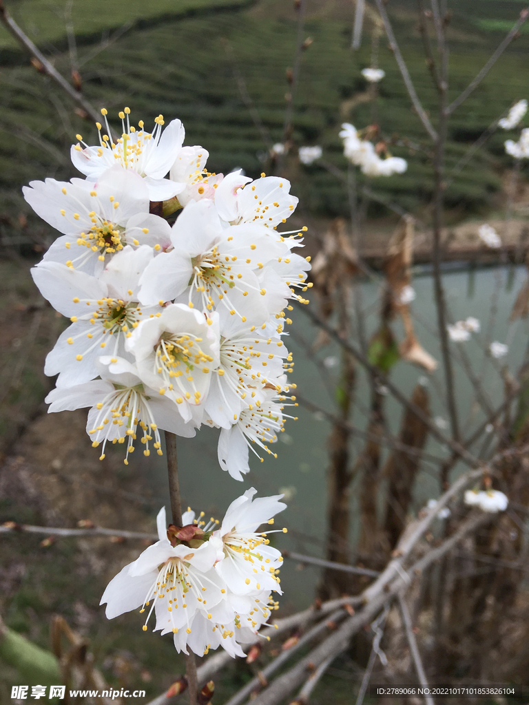 樱花