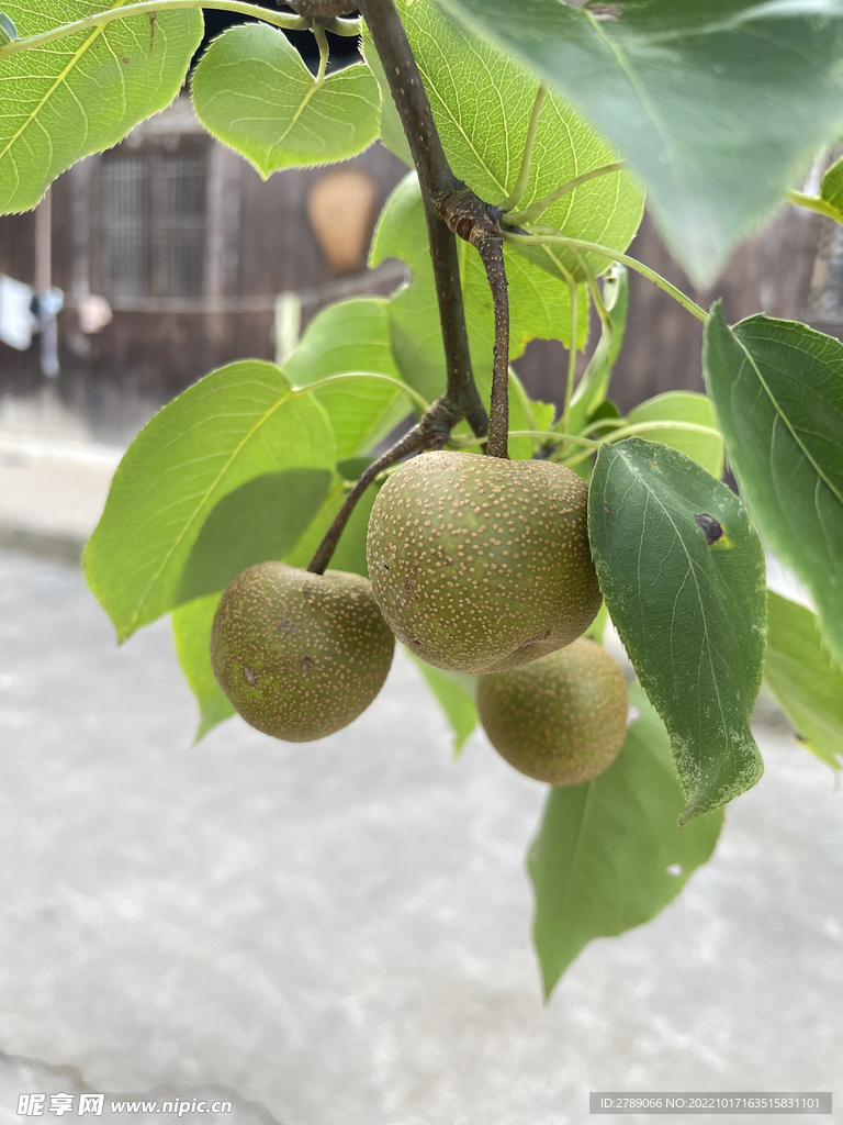 梨