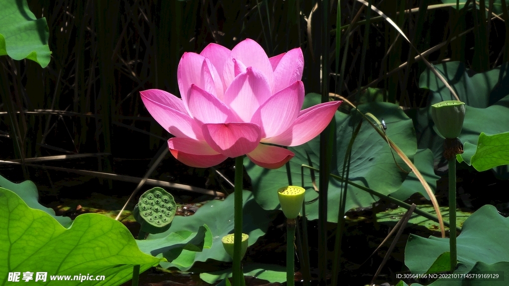 夏季荷花