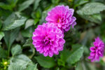 翠菊