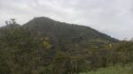 山