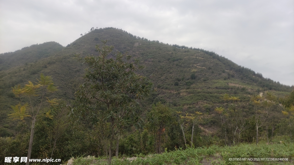 山