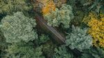 森林小路