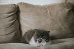 宠物猫