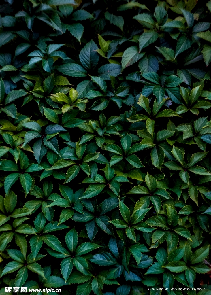 绿叶背景摄影