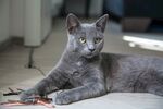 英短 蓝猫