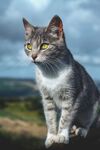 宠物 猫