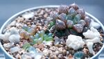 多肉植物玉露