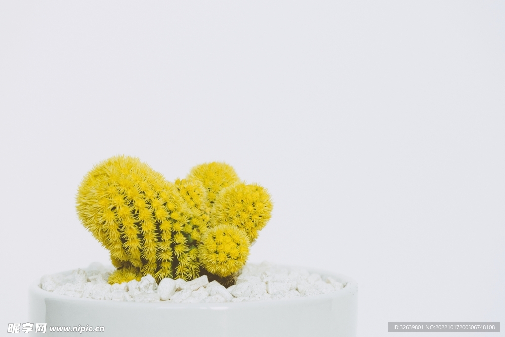 多肉植物黄金草
