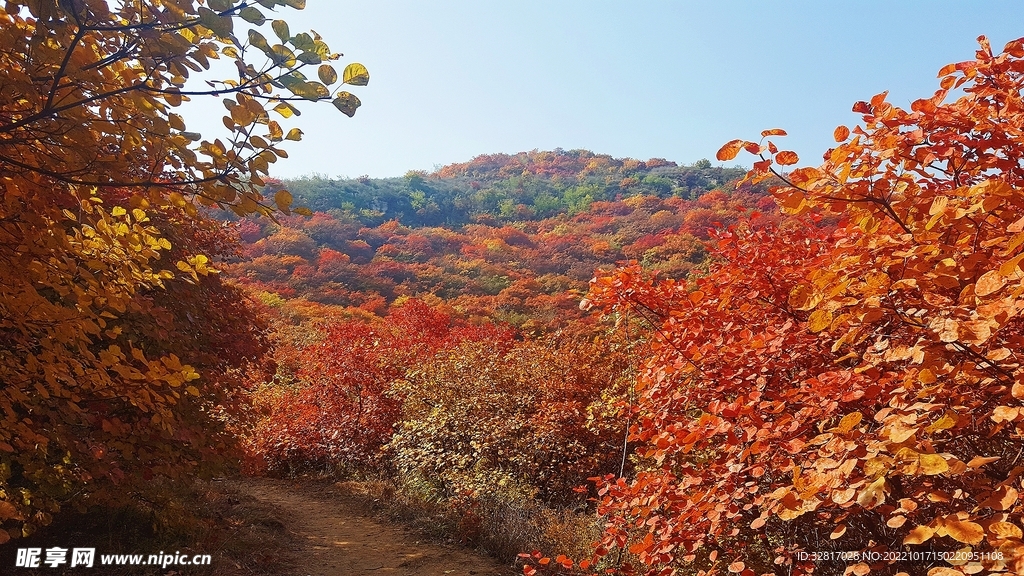 风景枫叶
