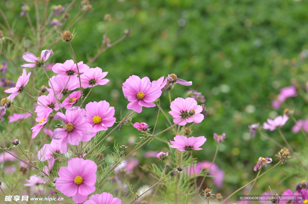 格桑花