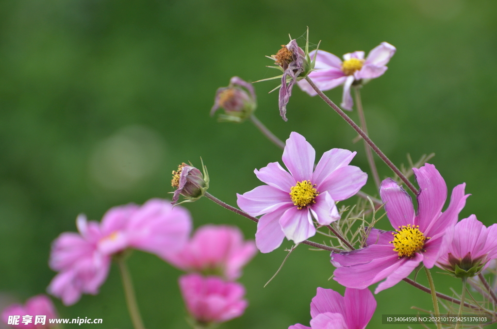 格桑花