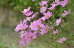 格桑花