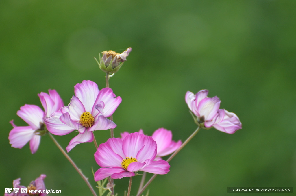 格桑花