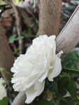 白色月季