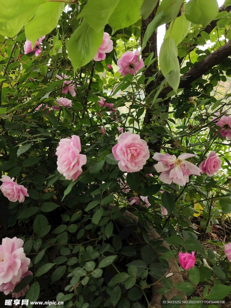 鲜花