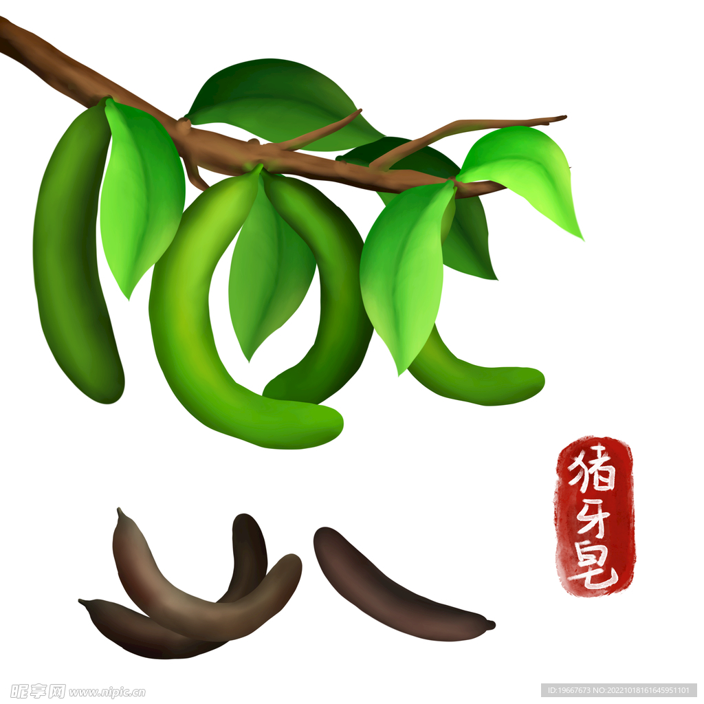 植物