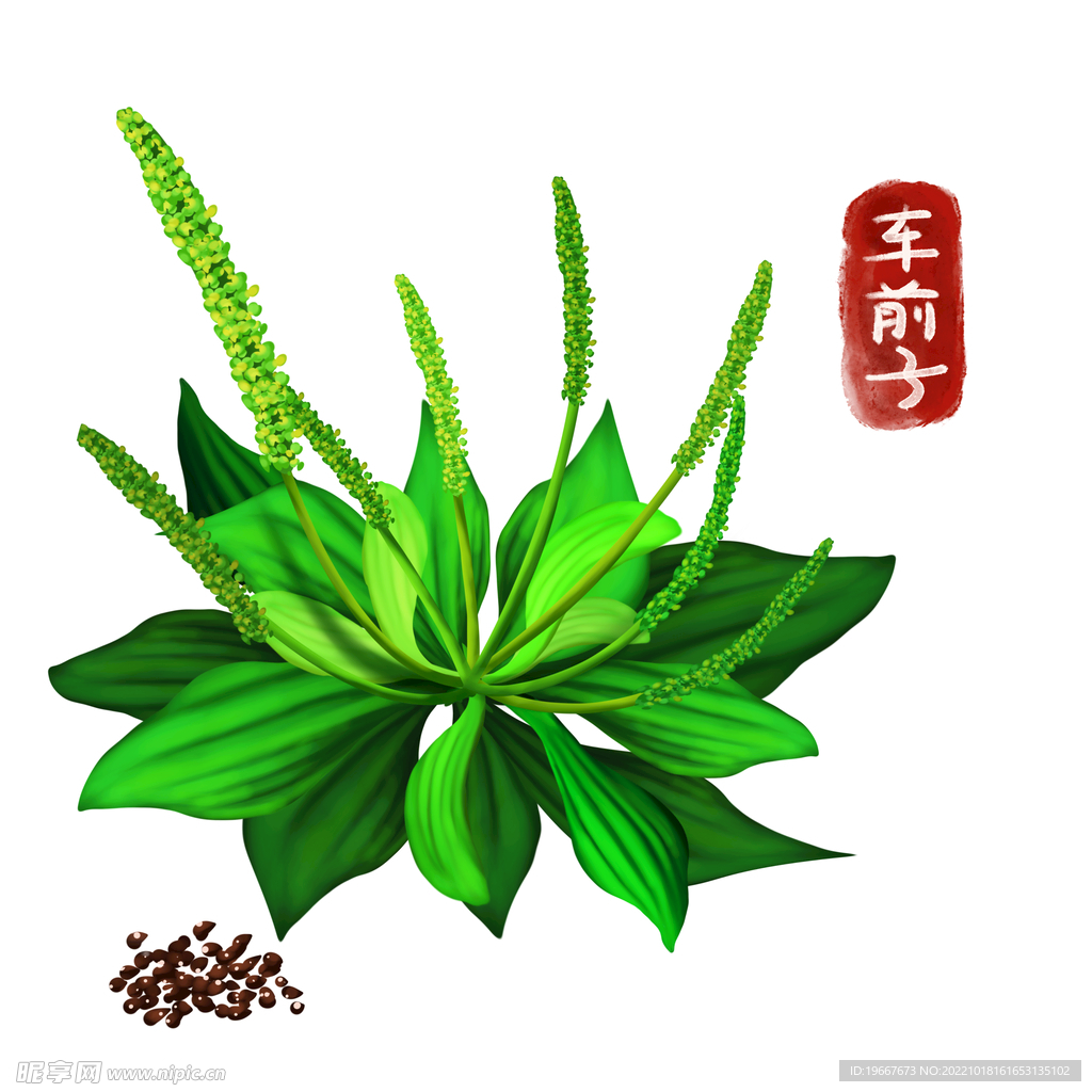 植物