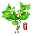 中药