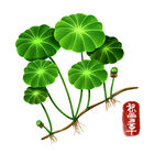 中药