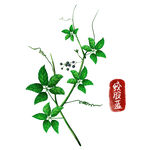 中药