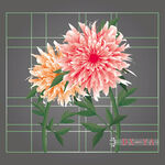 牡丹花