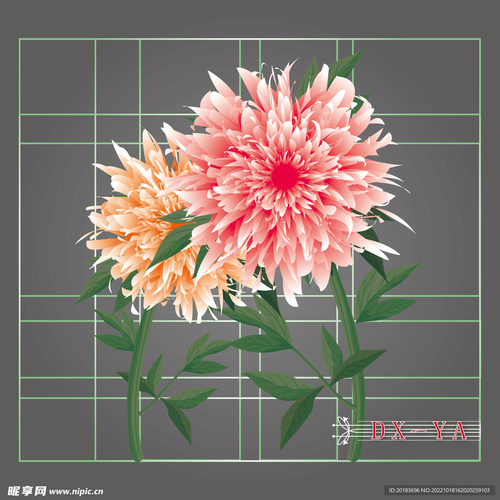 牡丹花