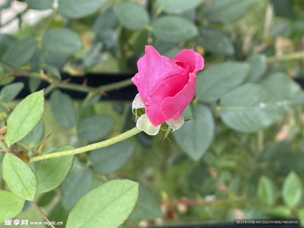 月季花朵花卉