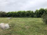 草地