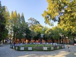 寿县报恩寺古银杏树