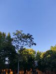 寿县报恩寺古银杏树