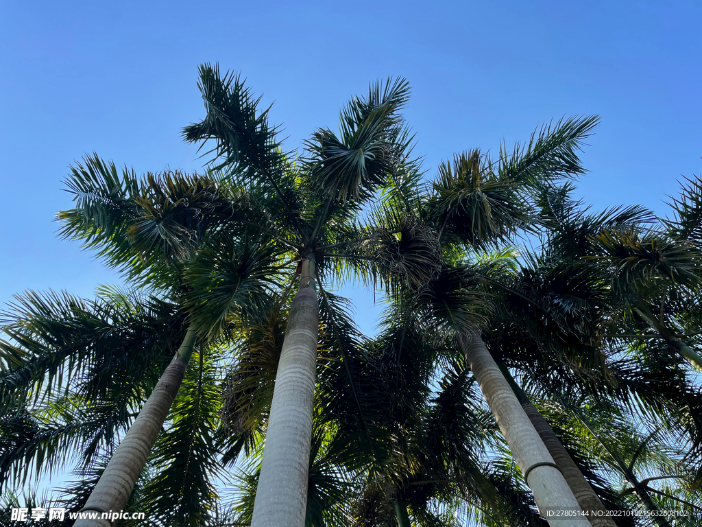 高高椰子树