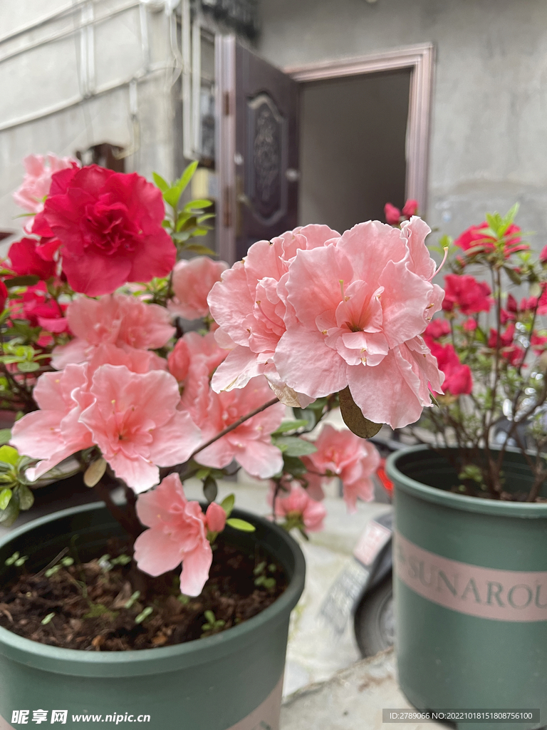 杜鹃花